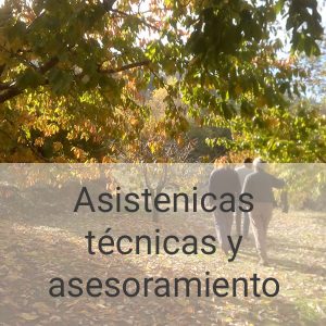 asesoramiento-PI