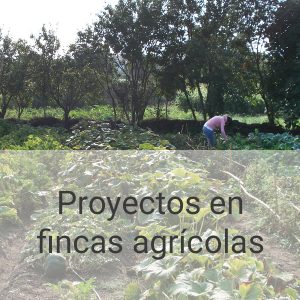 proyectos-en-fincas-agrícolas-PI