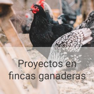 proyectos-en-fincas-ganaderas-PI